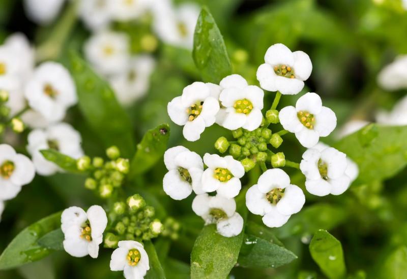 Alisum - Lobularia maritima - 10 najboljih vrsta visećeg cvijeća za vaše balkone